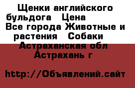 Щенки английского бульдога › Цена ­ 40 000 - Все города Животные и растения » Собаки   . Астраханская обл.,Астрахань г.